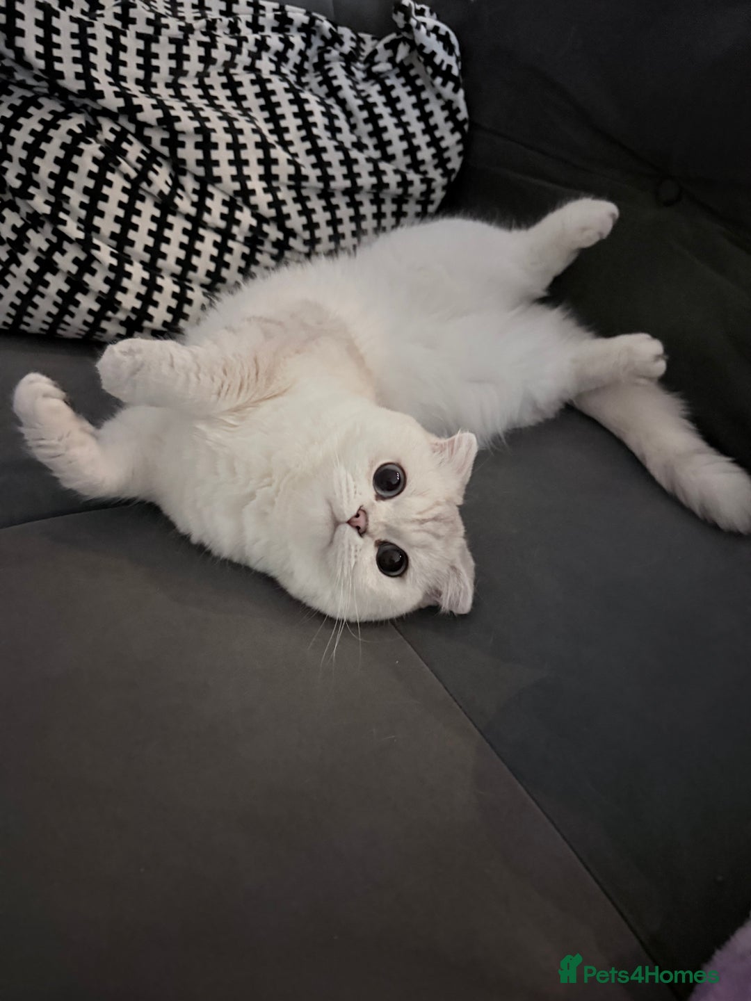 Scottish Fold cats for sale: White Scottish Fold Female looking for loving home - Advert 1