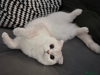 Scottish Fold cats White Scottish Fold Female looking for loving home - Advert 5