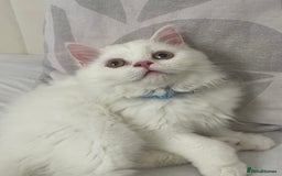 Persian cats for sale: Beautiful 3 month Persian with all items/carrier - Image 2