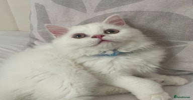 Persian cats - Advert 14