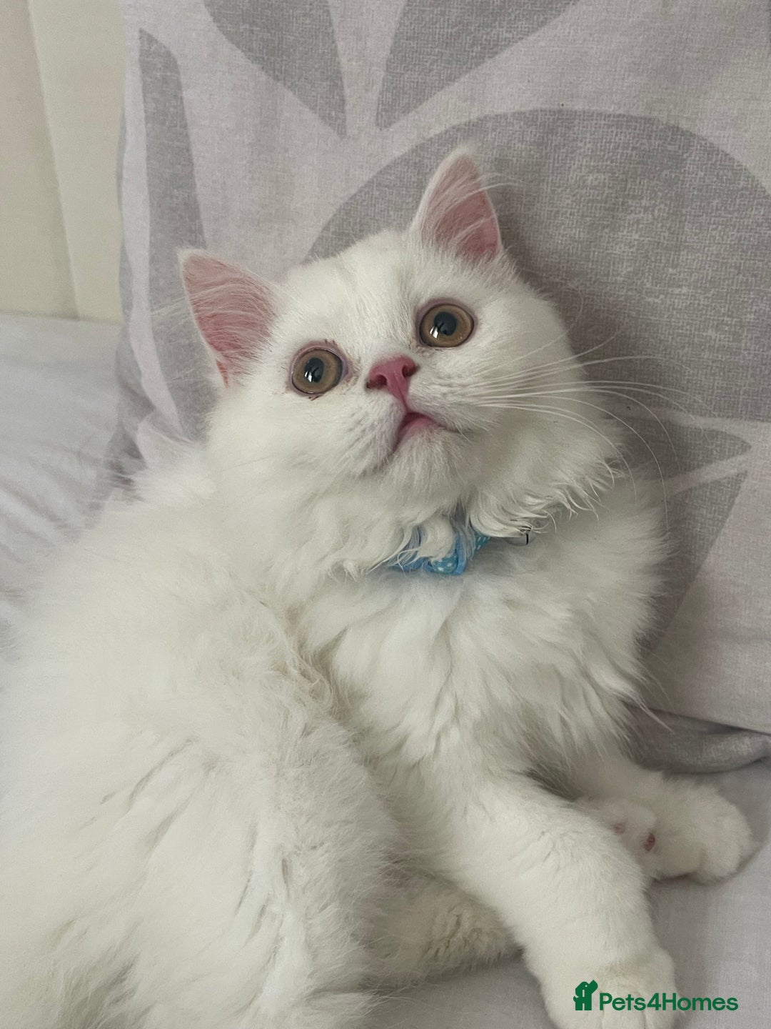 Persian cats for sale: Beautiful 3 month Persian with all items/carrier - Image 2