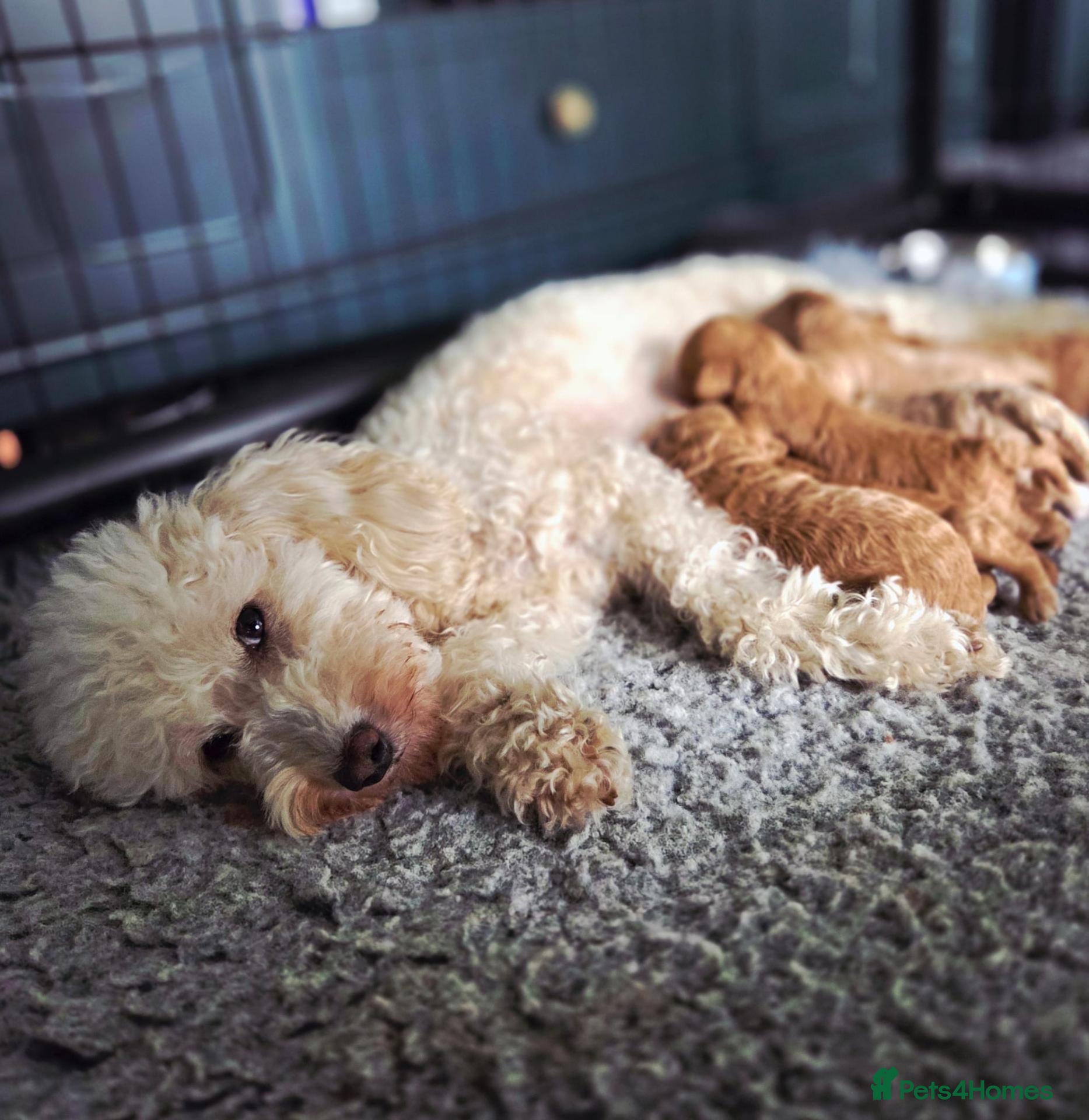 Miniature Poodle dogs Miniature Poodles RED DNA tested Manchester - Advert 1