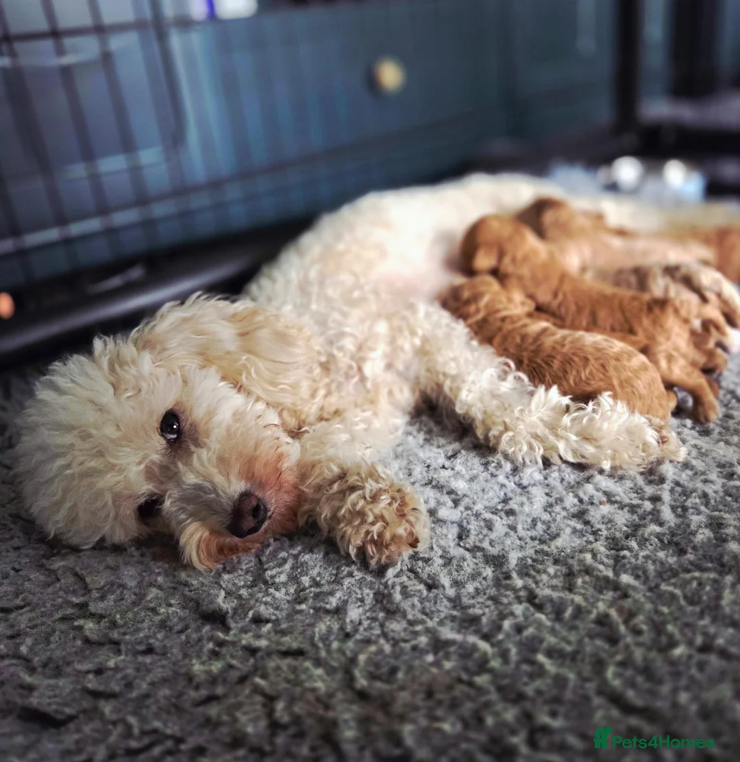 Miniature Poodle dogs for sale: Miniature Poodles RED DNA tested Manchester in Manchester - Advert 1