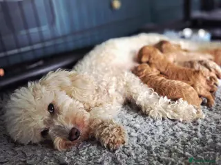 Miniature Poodle dogs Miniature Poodles RED DNA tested Manchester - Advert 5