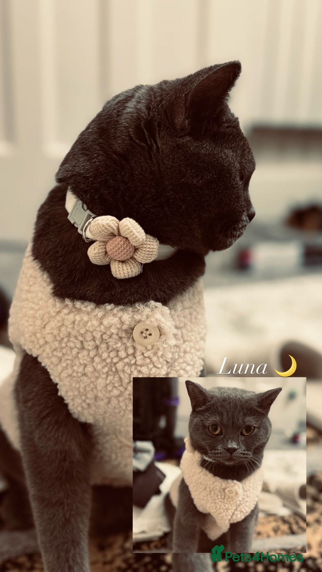 British Shorthair cats for sale: Pure British short hair  - Advert 6