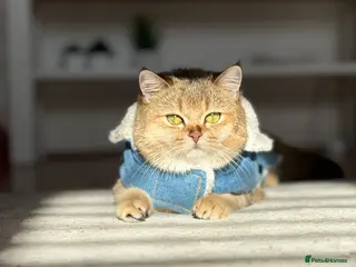 Scottish Fold cats Scottish Kittens – Ready for New Homes - Advert 3