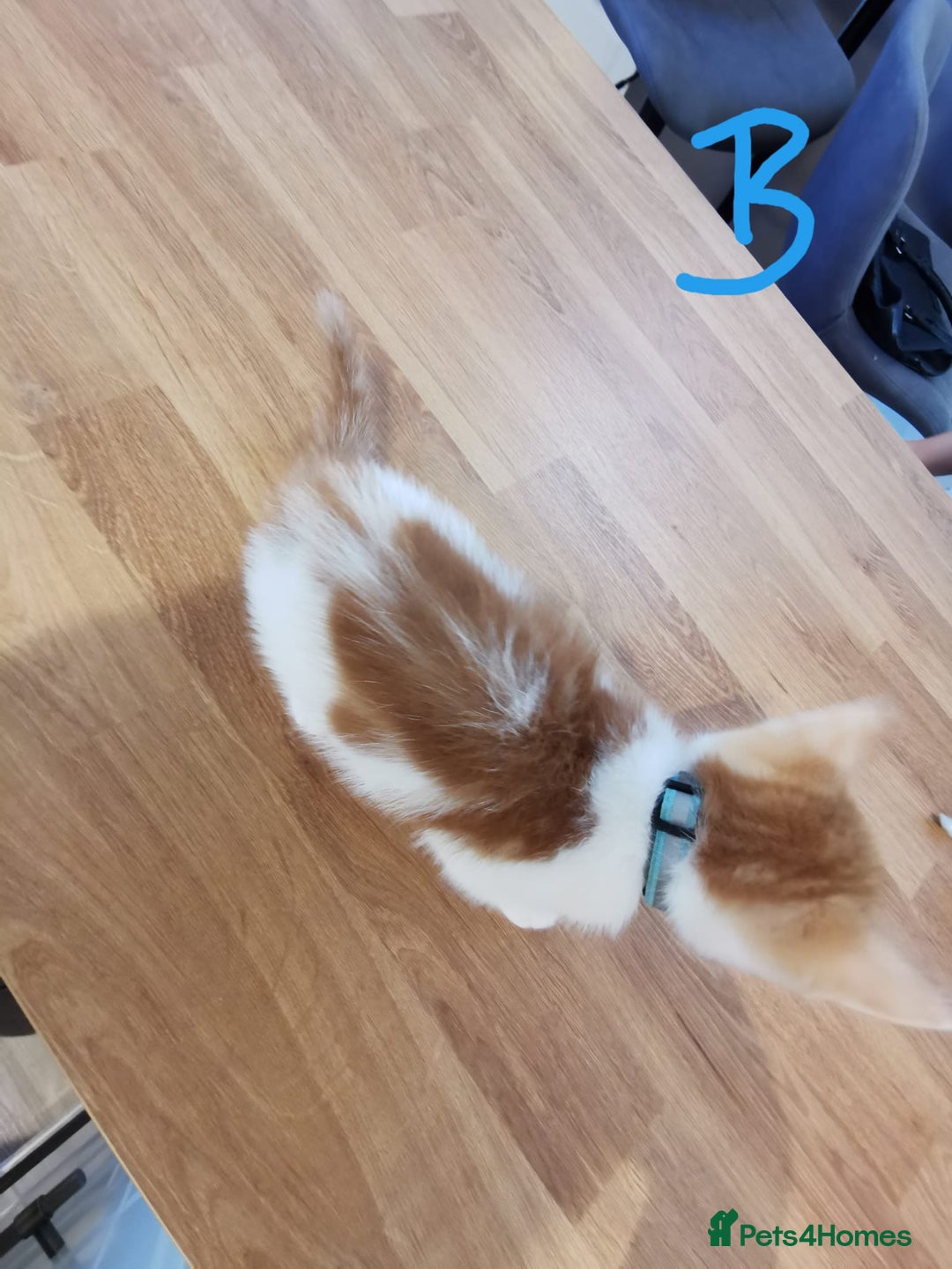 Mixed Breed cats for sale: Beautiful kittens ready now - Image 18