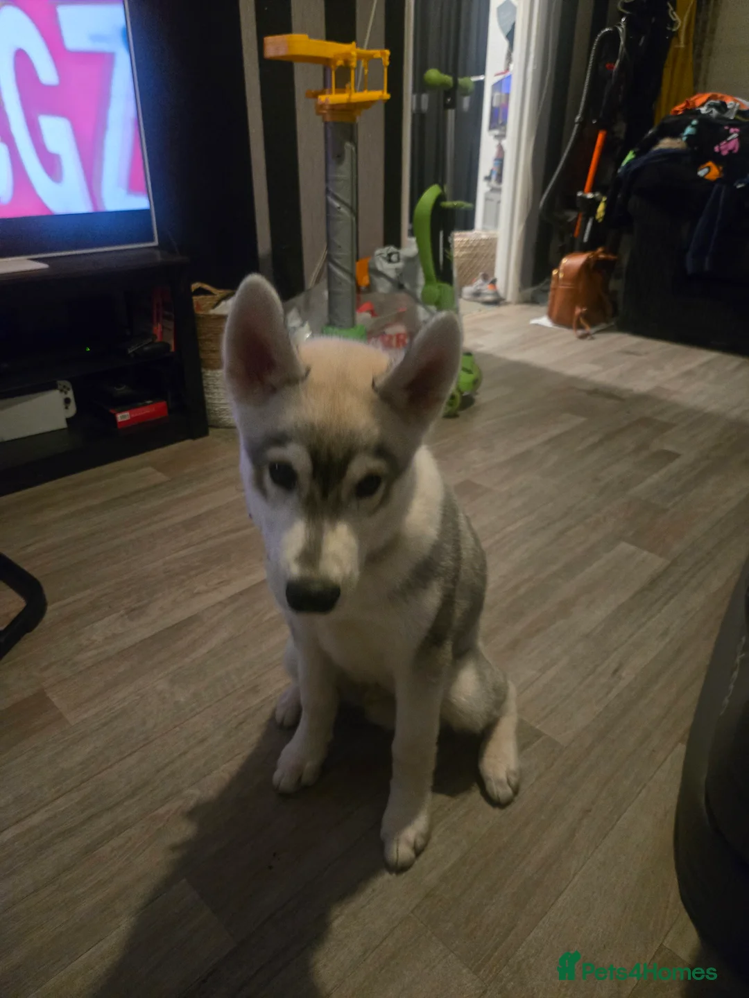 Siberian Husky dogs for sale: Male husky  in Folkestone - Advert 2