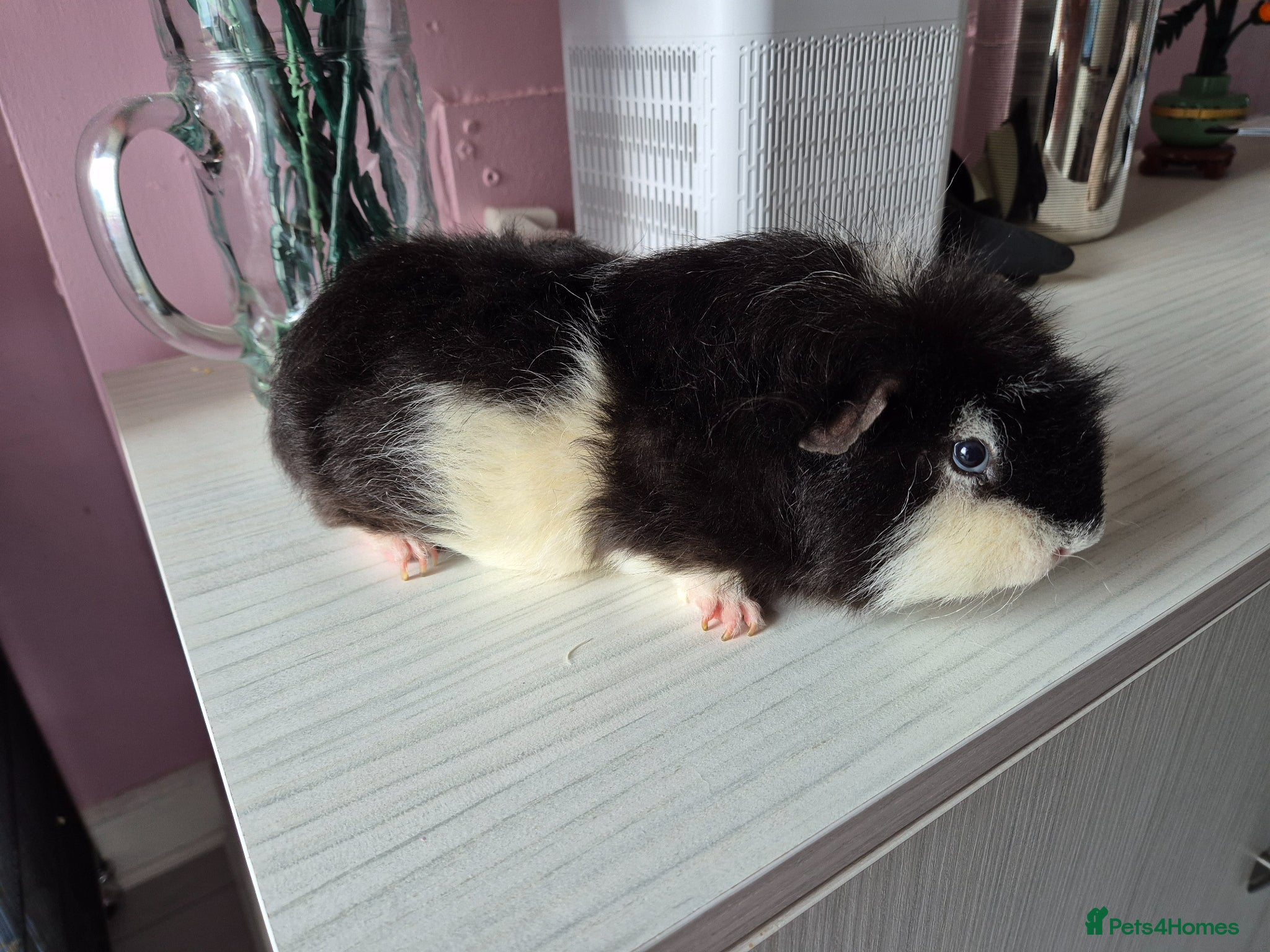 Guinea Pig rodents Male guinea pig - Advert 14