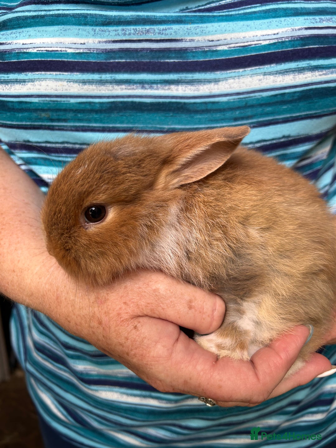 Lionhead rabbits for sale: Lionheads  - Image 6