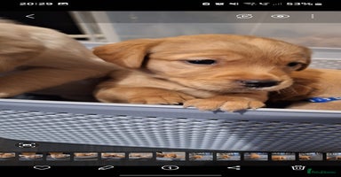 Goldador dogs - Advert 6