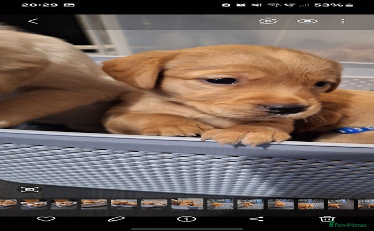Goldador dogs - Advert 11