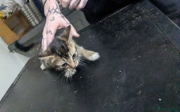 British Shorthair cats for sale: BEAUTIFUL TABBY KITTENS FOR SALE  - Advert 8