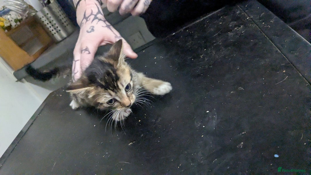 British Shorthair cats for sale: BEAUTIFUL TABBY KITTENS FOR SALE  - Advert 8