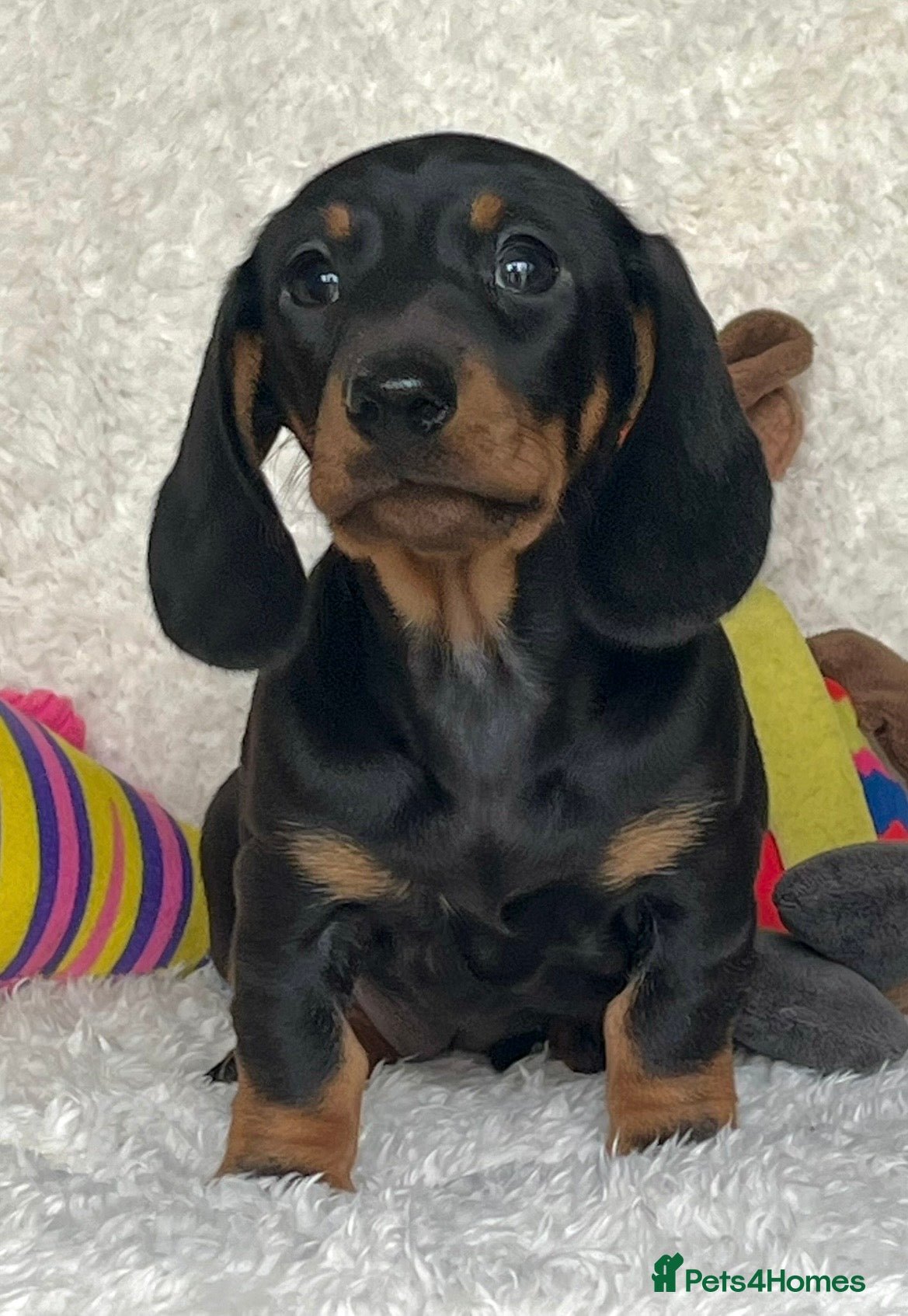 Dachshund dogs Adorable miniature dachshund puppy - Advert 3