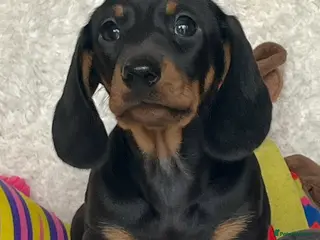 Dachshund dogs Adorable miniature dachshund puppy - Advert 3