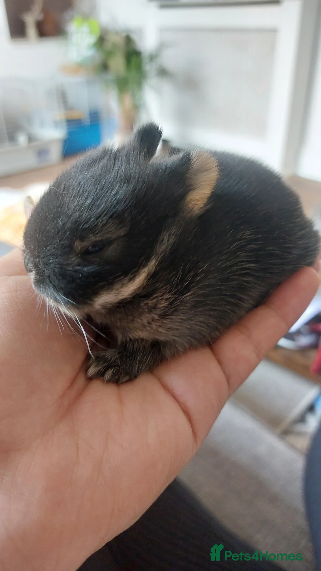 Netherland Dwarf rabbits for sale: Baby true Netherland Dwafs in Birmingham - Advert 2