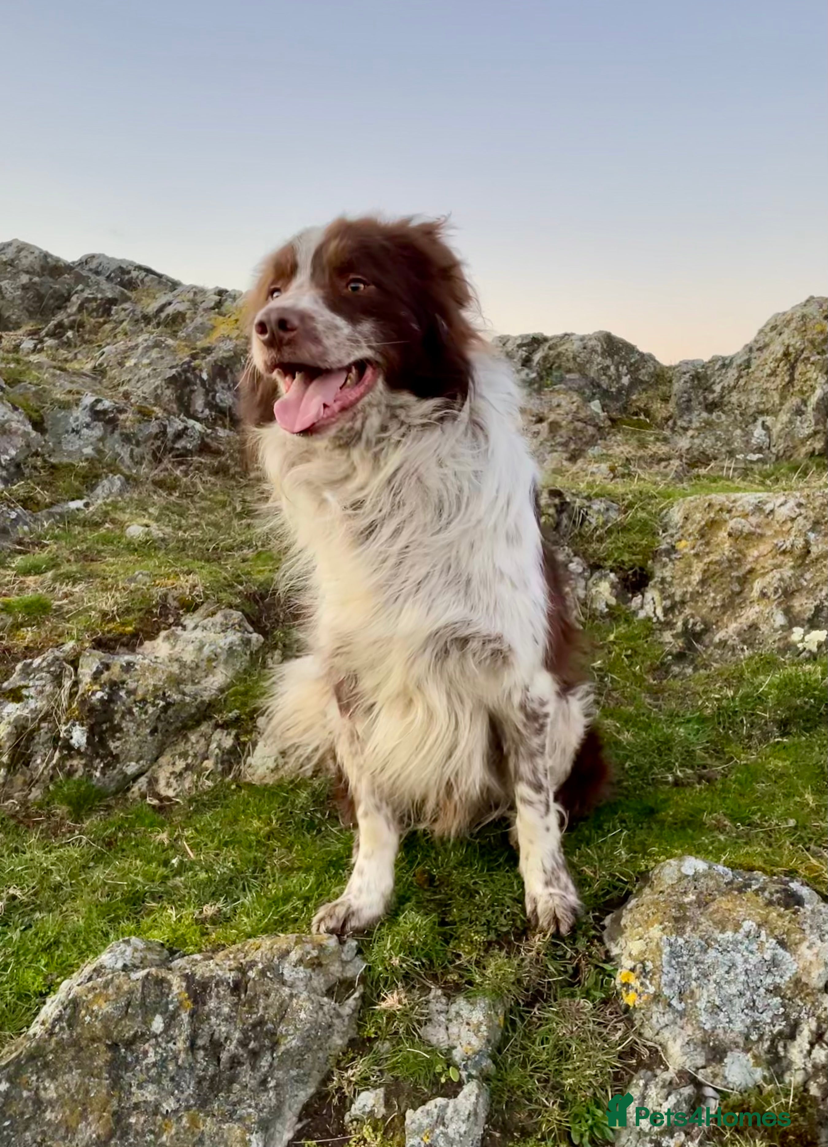 Border Collie dogs Red and White Border Collie Sheepdog Stud ISDS Reg in Church Stretton - Advert 6