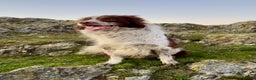 Border Collie dogs for stud: Red and White Border Collie Sheepdog Stud ISDS Reg in Church Stretton - Advert 1