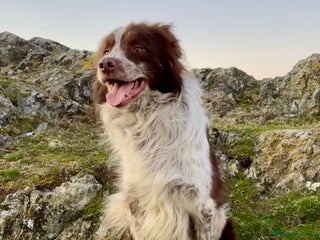 Border Collie dogs in Church Stretton - Advert 2