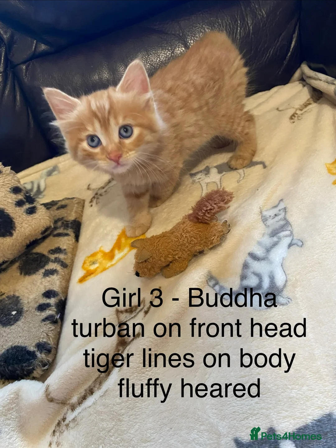 Bengal cats for sale: Bengal mix ginger kittens for sale - Advert 2