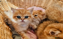 British Shorthair cats for sale:  **   ** : BSH Golden champion lines - Advert 4