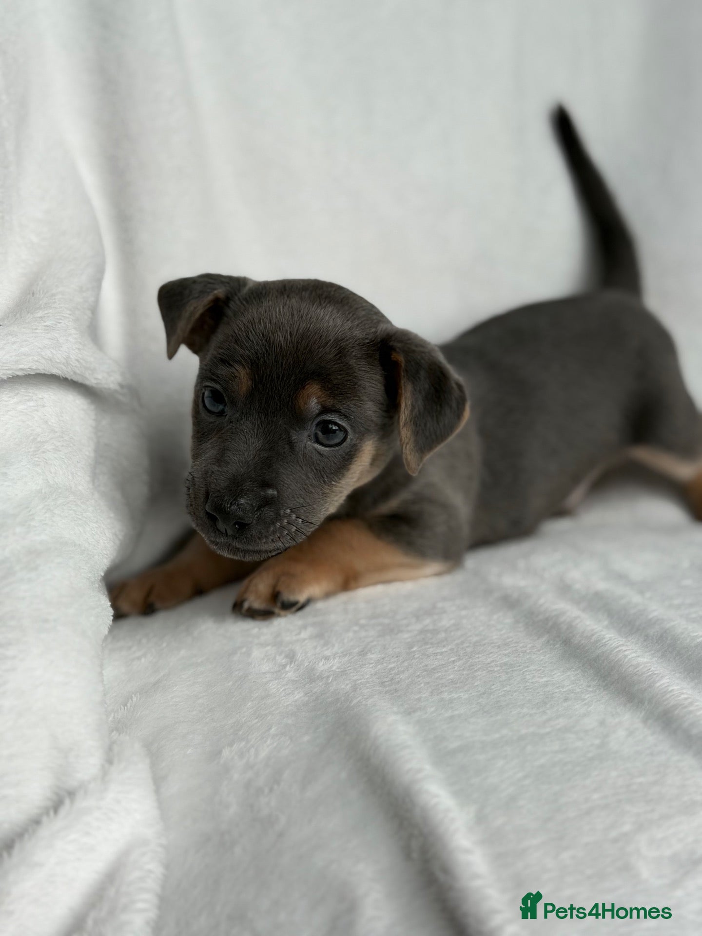 Jack Russell dogs Health Tested Miniature JR puppies imported lines - Advert 1