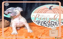 French Bulldog dogs for sale: Hello Pumpkin KC Frenchie Bulldogs A* Ready Soon! - Image 21