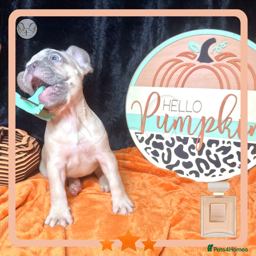 French Bulldog dogs for sale: Hello Pumpkin KC Frenchie Bulldogs A* Ready Soon! - Image 21