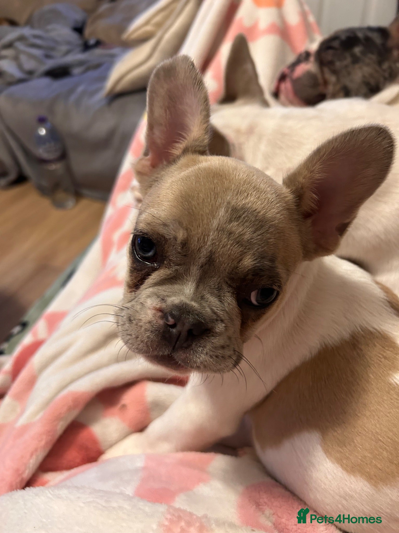 French Bulldog dogs Fully vaccinated DWKC French bulldog puppies  - Advert 4