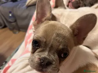 French Bulldog dogs Fully vaccinated DWKC French bulldog puppies - Advert 4