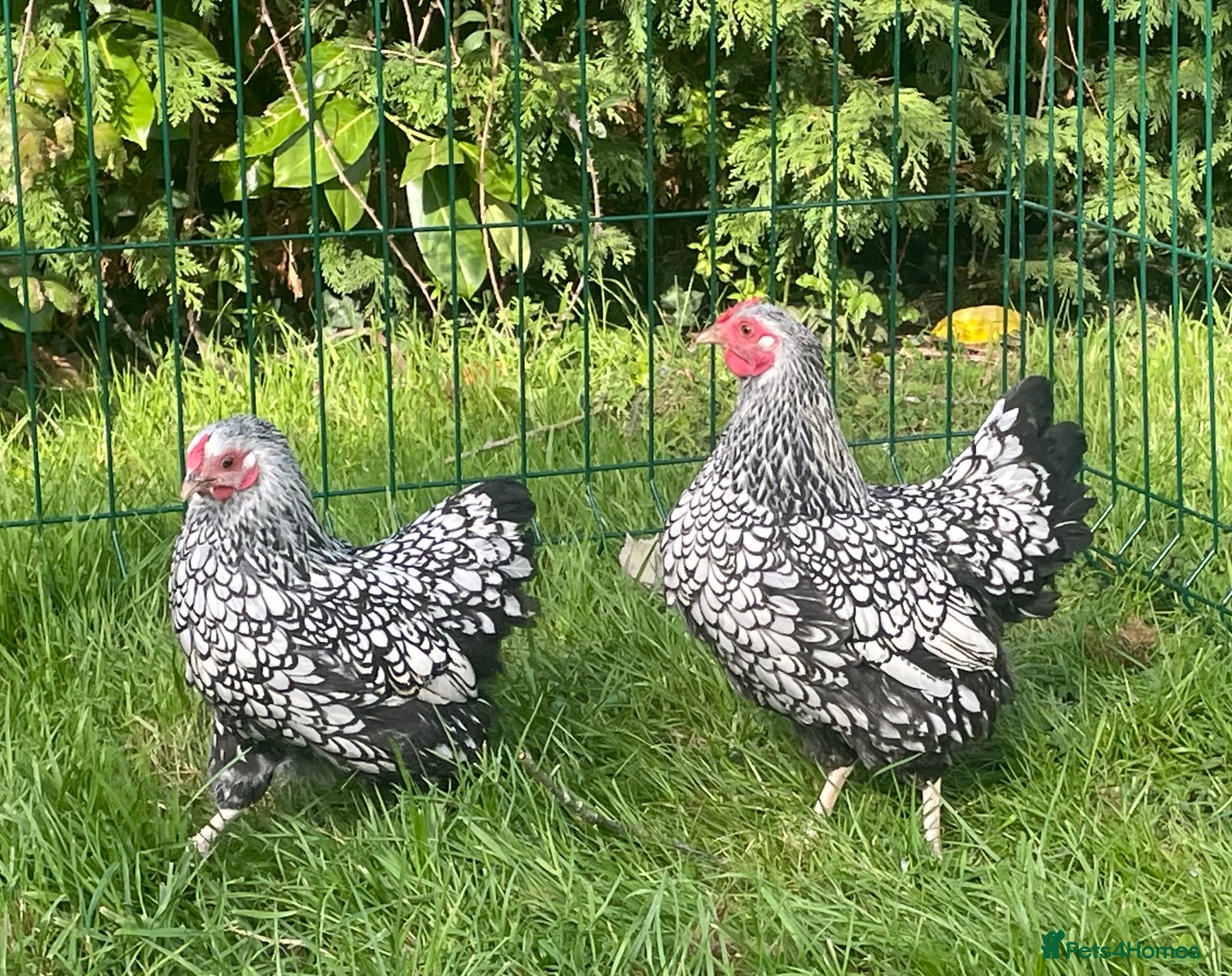 Chickens poultry Silver laced Wyandotte bantams - Advert 1