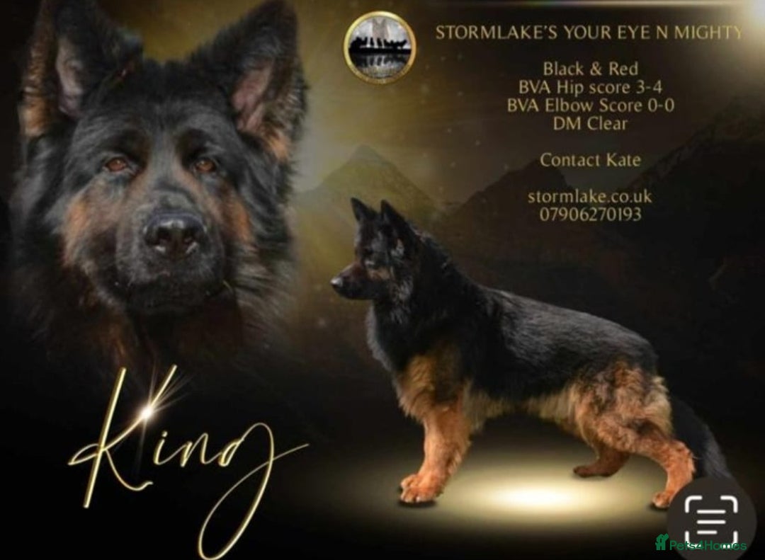 German Shepherd dogs for sale: Superb quality Long coat German Shepherd PuppiesKC - Image 4