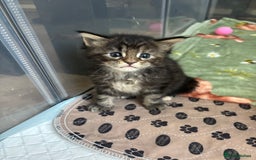 Maine Coon cats for sale: Maine coons - Image 8