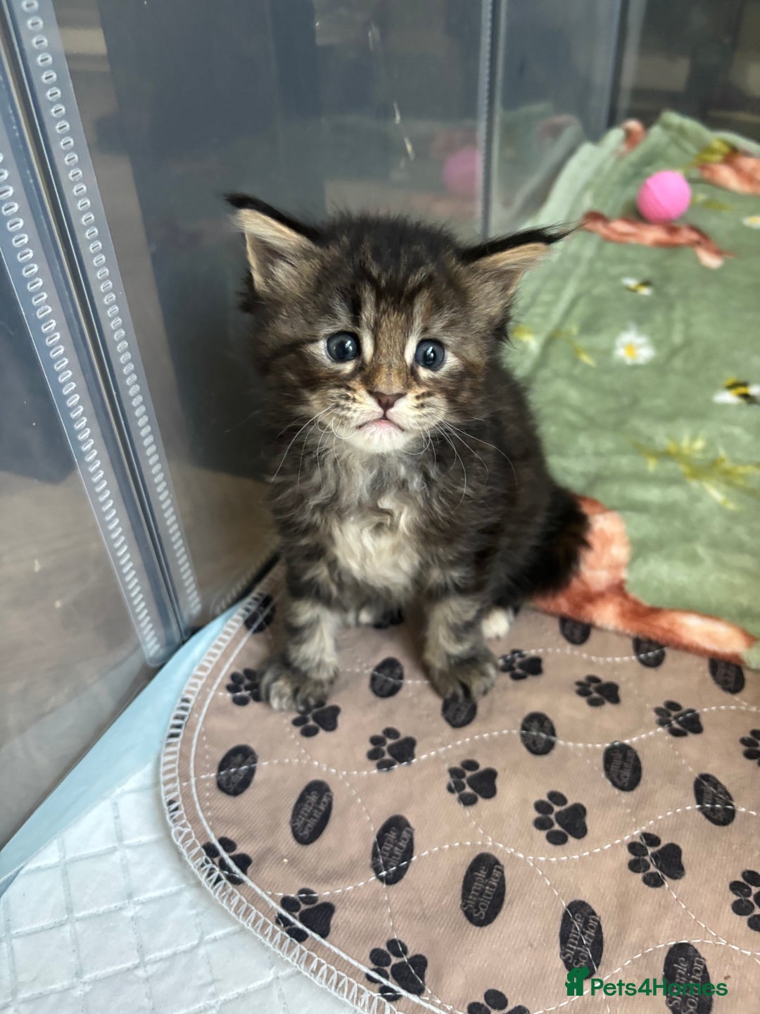 Maine Coon cats for sale: Maine coons - Image 8