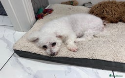 Poochon dogs for sale: Mother and son - Image 16