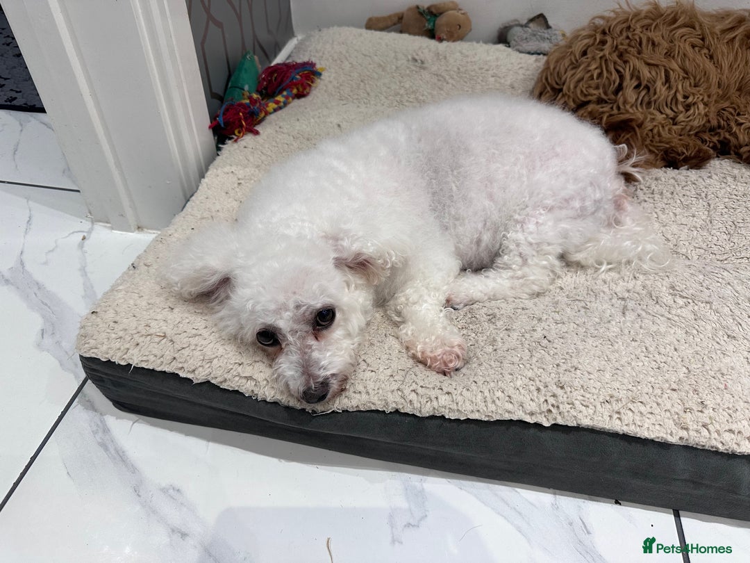 Poochon dogs for sale: Mother and son - Image 16