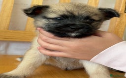 Pomchi dogs for sale: Dollys beautiful puppies - Image 7