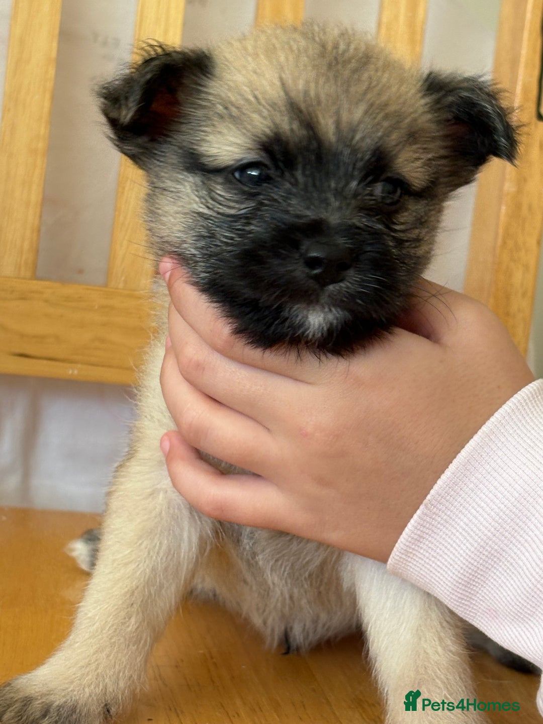 Pomchi dogs for sale: Dollys beautiful puppies - Image 7