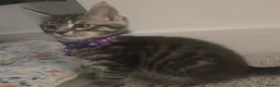Maine Coon cats for sale: Maine coon cross kittens - Advert 2