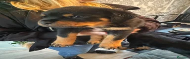 Rottweiler 2