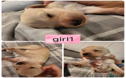 Mixed Breed dogs for sale: Rare silky cocker puppies  - Image 11