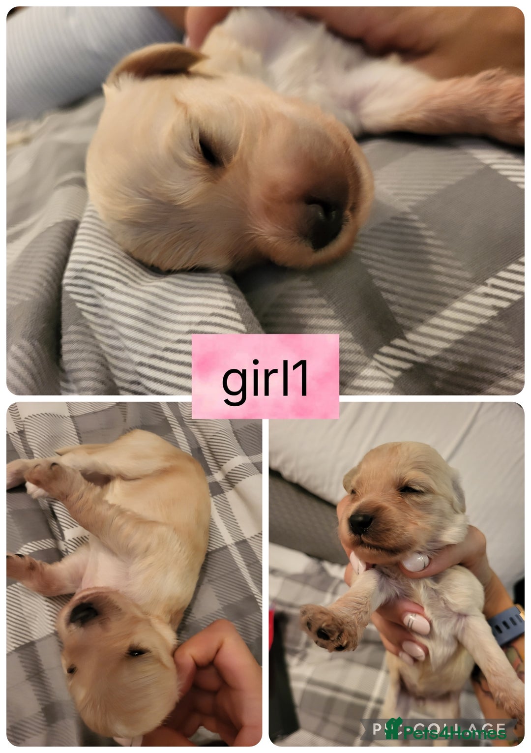 Mixed Breed dogs for sale: Rare silky cocker puppies  - Image 11