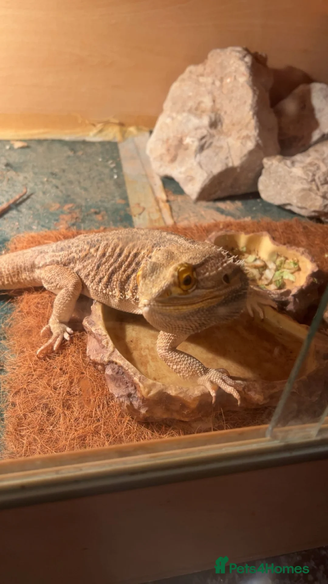 Bearded Dragon reptiles for sale: 5 year old Bearded Dragon in Bolton - Advert 2
