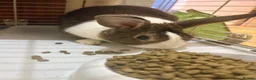 Dutch rabbits for sale: Dutch rabbit (URGENT need for rehousing) in London - Advert 2