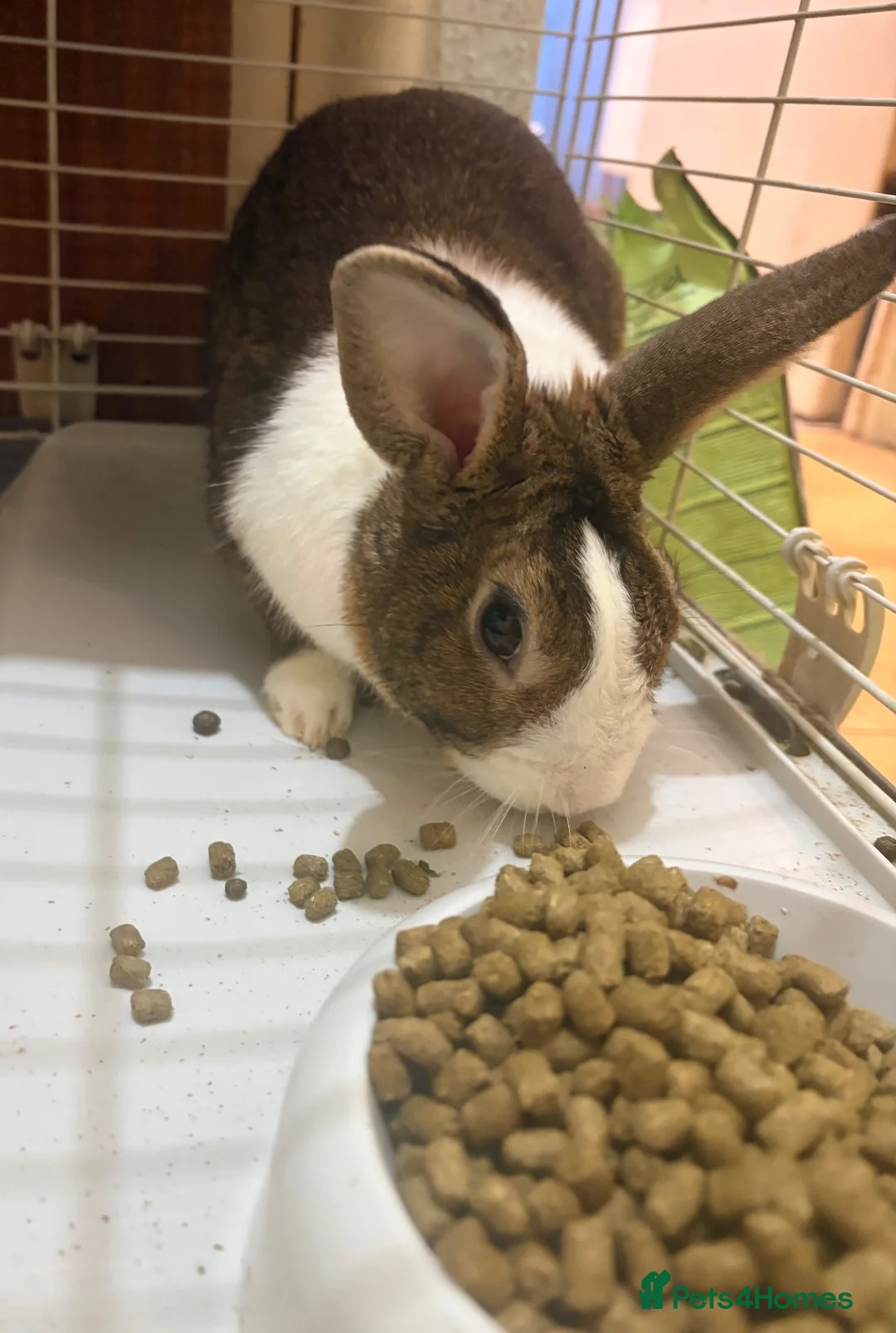 Dutch rabbits for sale: Dutch rabbit (URGENT need for rehousing) in London - Advert 2