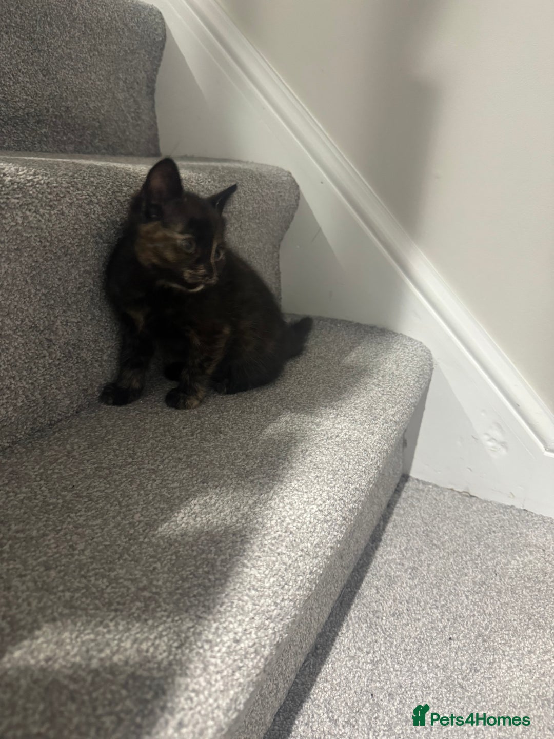 Mixed Breed cats for sale: Beautiful, well loved kittens for forever homes  - Advert 3