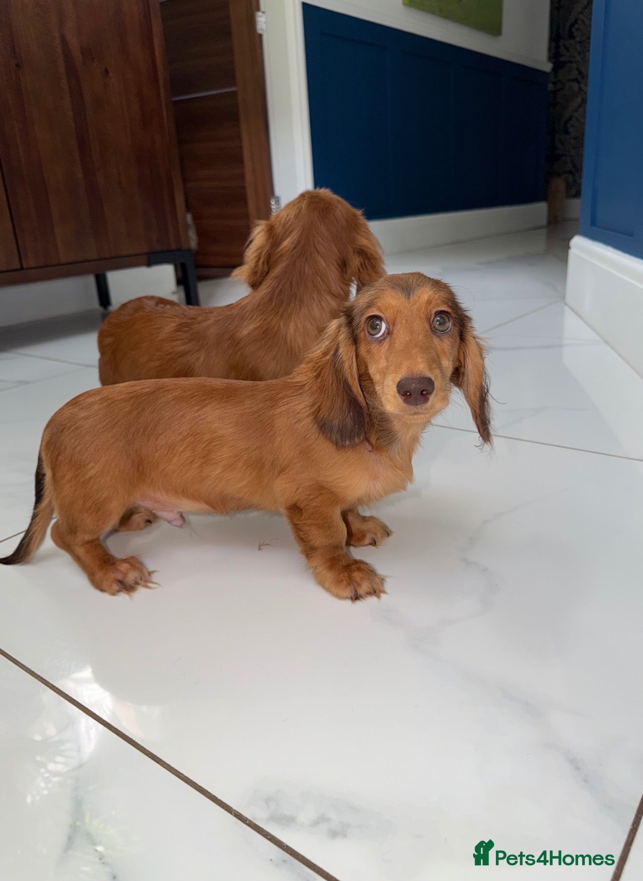 Miniature Dachshund dogs 🩷Stunning Long Haired Mini Dachshunds💙 - Advert 1