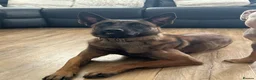 Belgian Shepherd Dog dogs for sale: 🐾 Ruby – Looking for Her Forever Home 🐾 - Advert 5