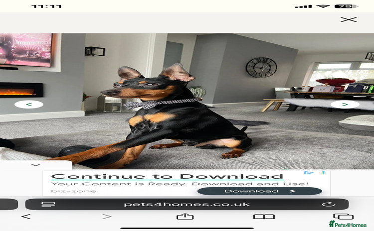 Mixed Breed dogs - Advert 2